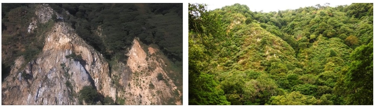 法面への植生基材吹付前（左）、在来種子を用いた植生基材吹付後（施工4年半後）.jpg